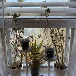 Plants SALE OBO