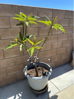 Plumeria Plant