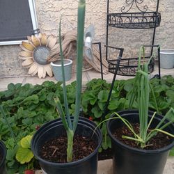 Organic Green Onion Plants! 3 Available