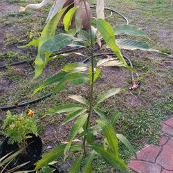 Haitian Mango Plant/Madam Francine