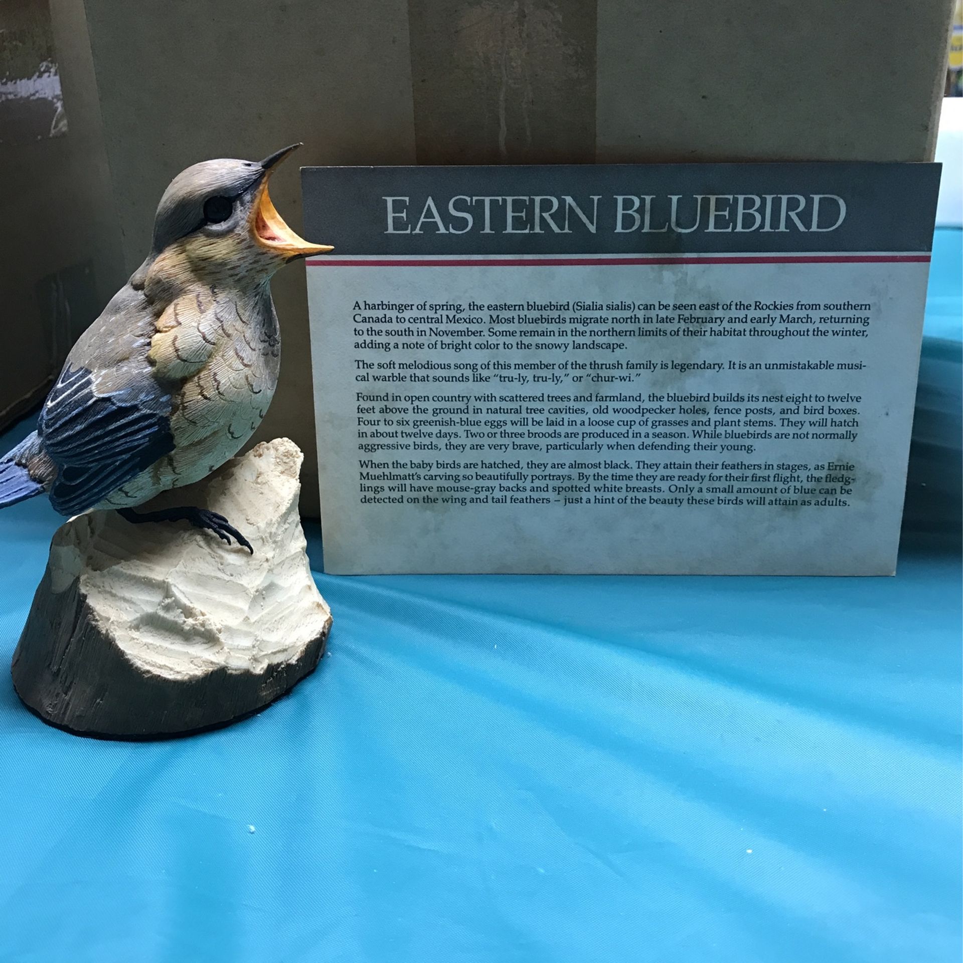Collectible Baby Birds Eastern Bluebird for Sale in Vernon Rockvl, CT