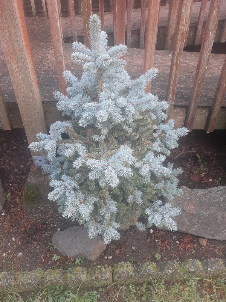 2 Blue Spruce Trees,  Beautiful 