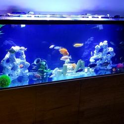 125 Aquarium With Custom Stand And Filter 