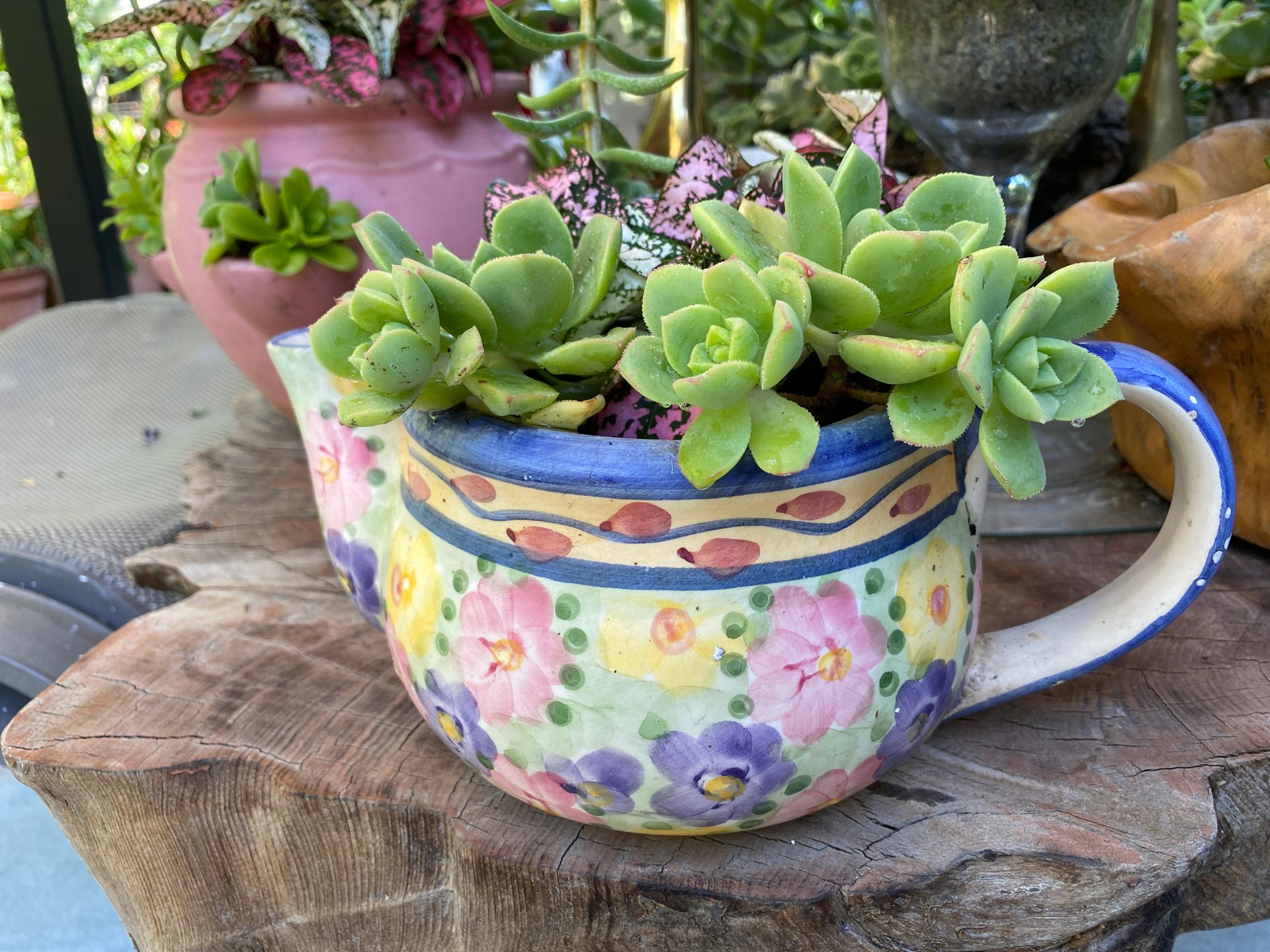 Multi succulents in ceramic teapot