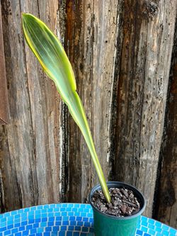 Single Variegated Whale Fin