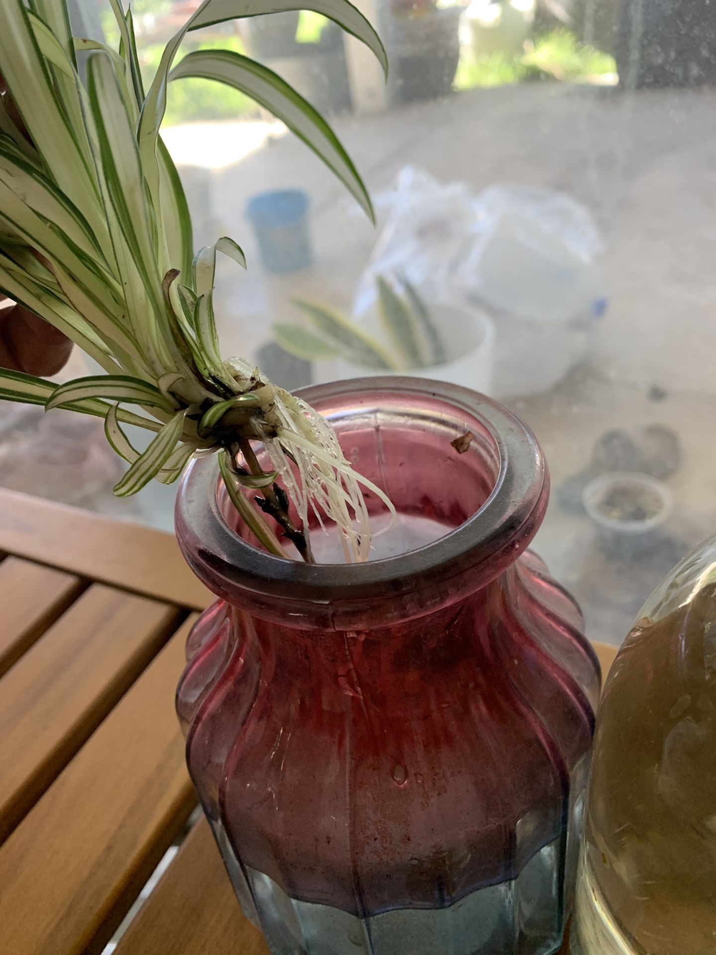Three Rooted Spider Plants With Jars