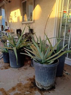 Aloe vera plants