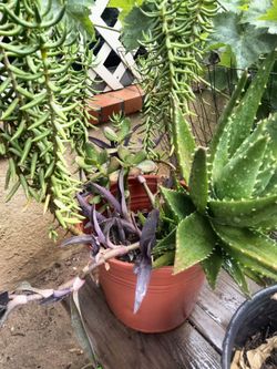 planta suculentas