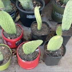 Very Healthy Rooted Organic Prickly Pear Cactus Small Plants $9 Each
