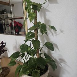 Pothos Plant