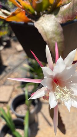 Epiphyllum plant