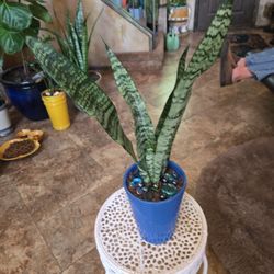 20in Tall Sansevieria Snake Plant In Ceramic Pot With Sparkles 