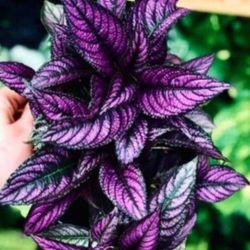 Beautiful Ornamental Plant 🪴 