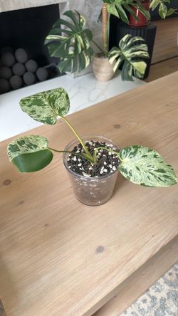 Monstera bulbasaur