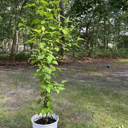 Rose of Sharon