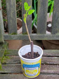 Fig Ficus Carica Live Plant Tree Sweet Red Fruit