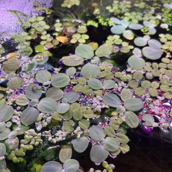 Aquarium Plants