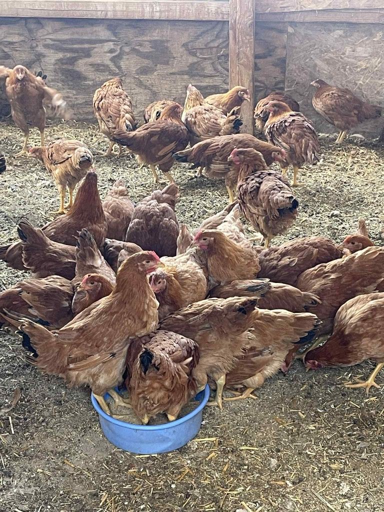 Hola Les Tenemos Gallinas Ponedoras De Venta