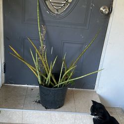 Sanseveria Low Maintenance House Plant Live