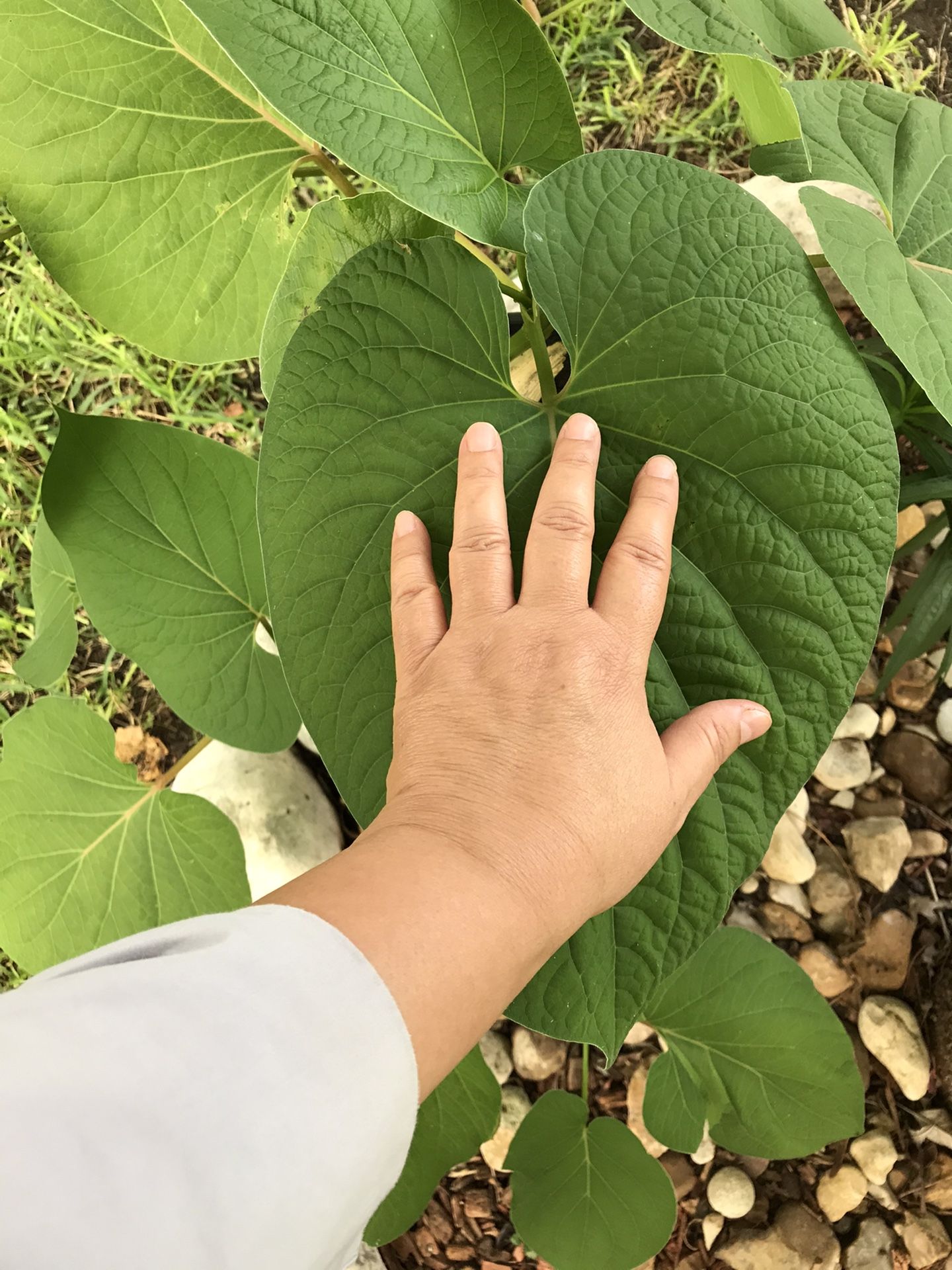 Large Hoja Santa, Acuyo, or RootBeer Plant with small pup in large pot