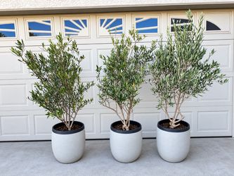 🌿 Fruitless Olive Trees – 6ft Tall | Concrete Planters