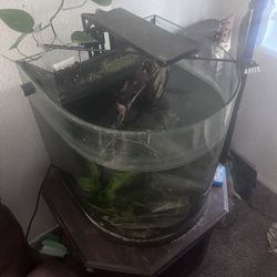 Glass 30-40 Gallon Half Round All In One Fishtank  