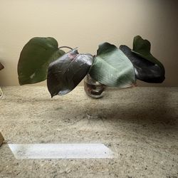 Indoor House Plant Pink Princess Rooted Cuttings 