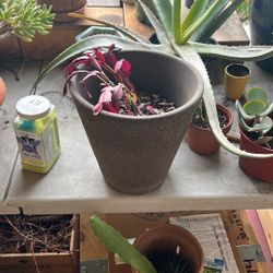 Grey Stone Pot and Red Leafed Succulent