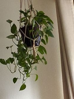 House plant and holder