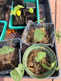 Orka and hyacinth seeding