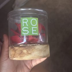 Cute scented rose