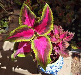 Coleus Plant Arrangement