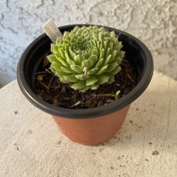 4 Inch Pot Succulent Plant - Sempervivum Soboliferum - Rolling Hen and Chicks - Rooted & Established - Drought Resistant 🪴