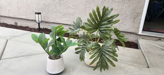 2 tropical plants