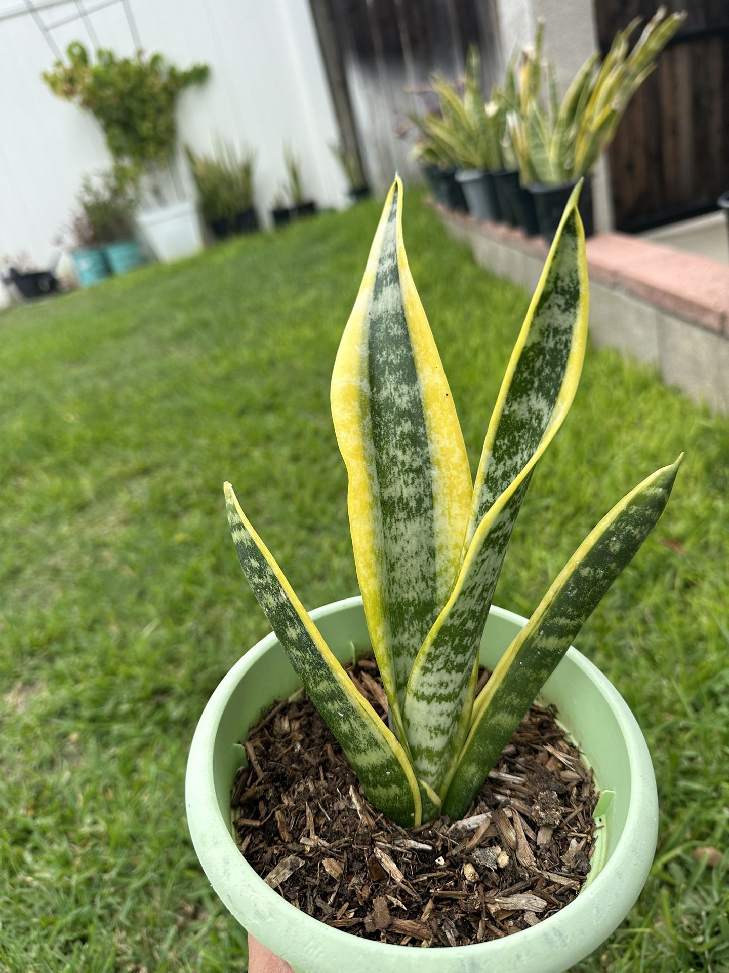 Snake Plants For Sale