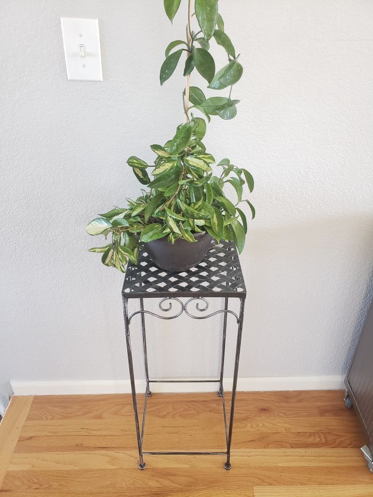Hoya plant