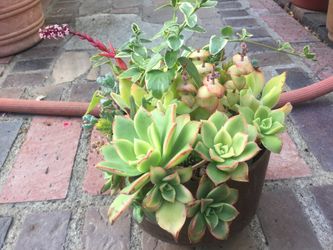 Nice succulent arrangements.