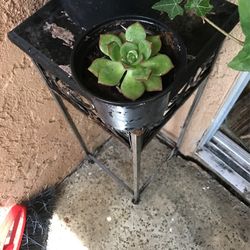 Plantas