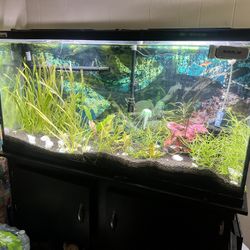 Fish Tank/aquarium 