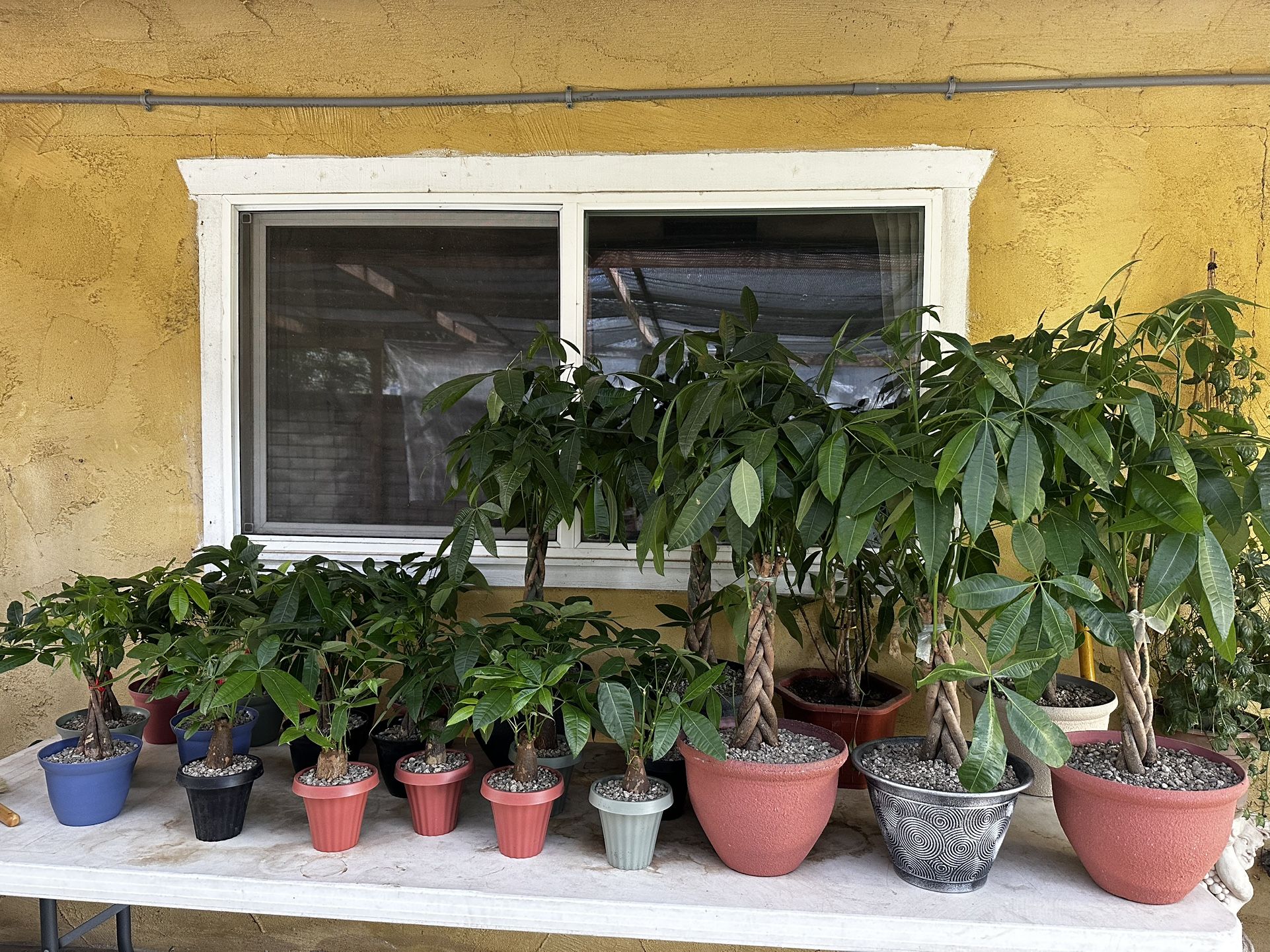 Money Tree Plants 