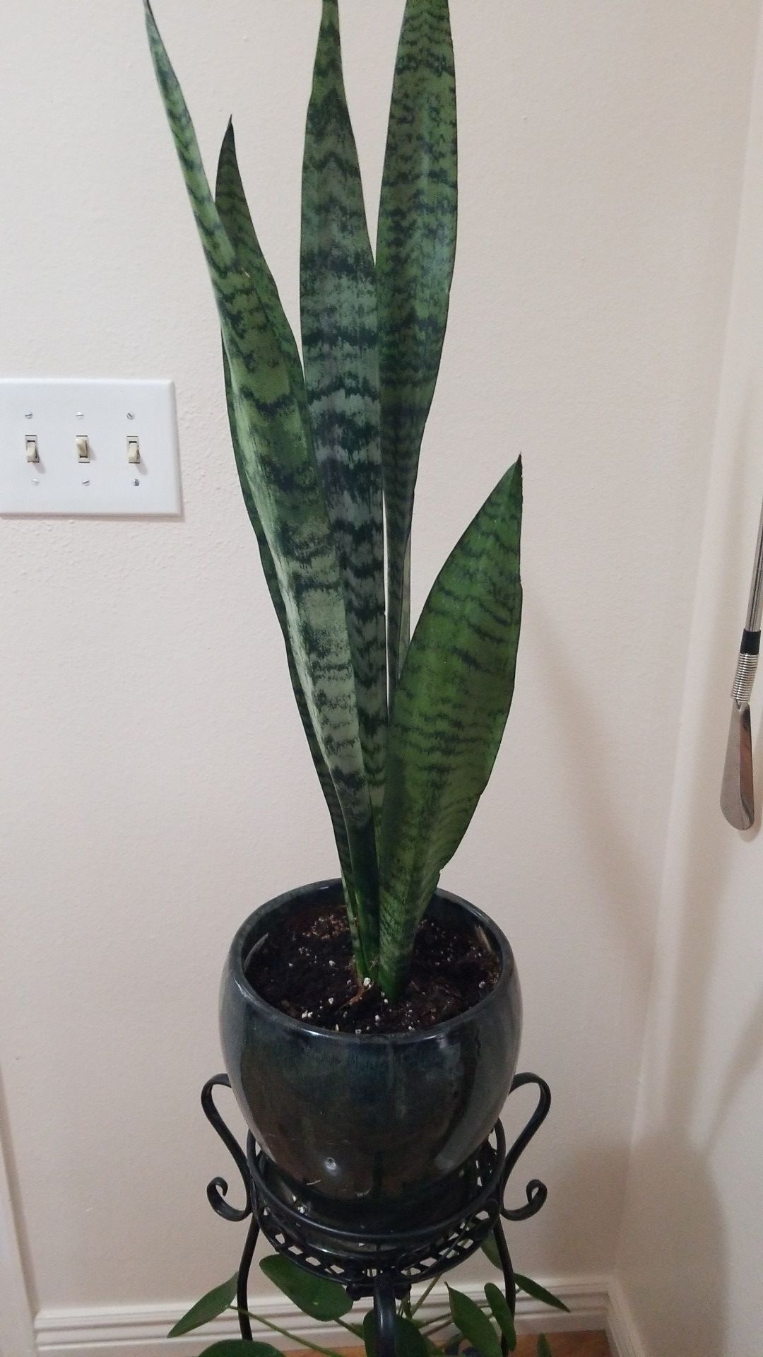 Sensibilia plant