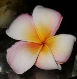 Hawaiian Plumeria Cuttings
