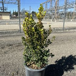 Japanese Boxwood