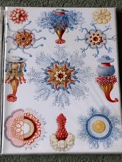 3 Ernst Haeckel Canvas Biology Art Prints 16”x12” (New)