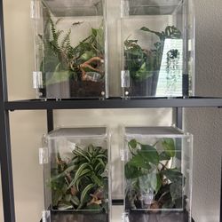 8 x 8 x 12 Herpcult Enclosure