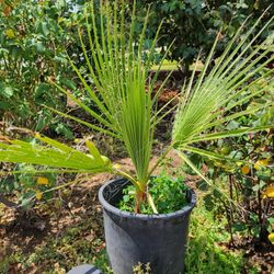 Windmill Palm