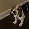 carlos