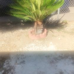 Small Plant
