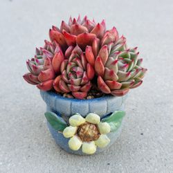 Succulents plants 🪴 