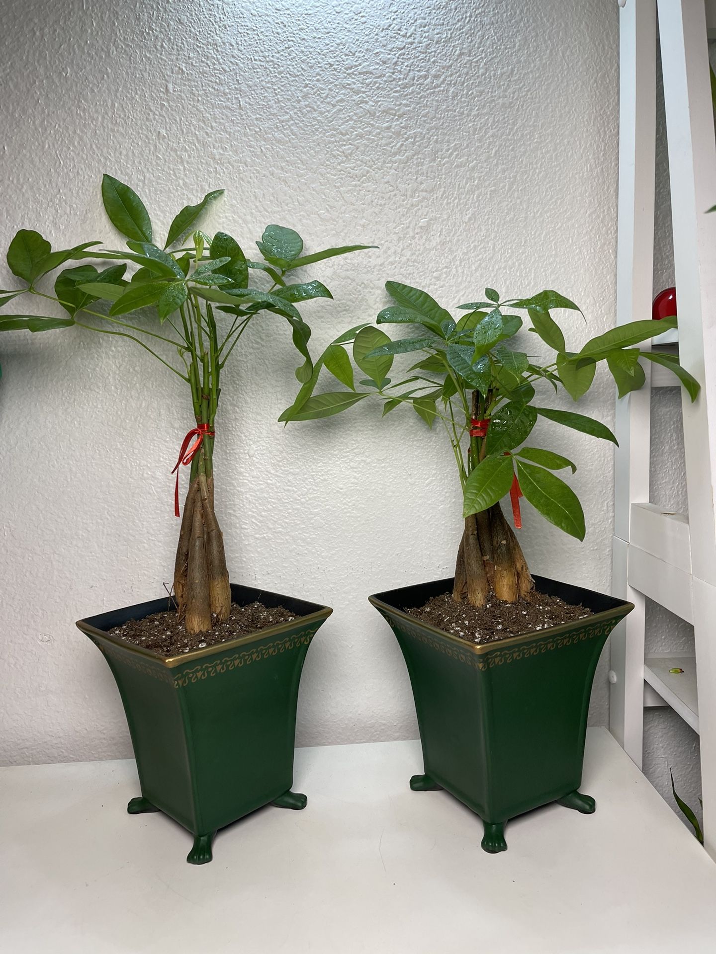 Money Tree Plants In Square Ceramic Pots(19”tall $25 each )